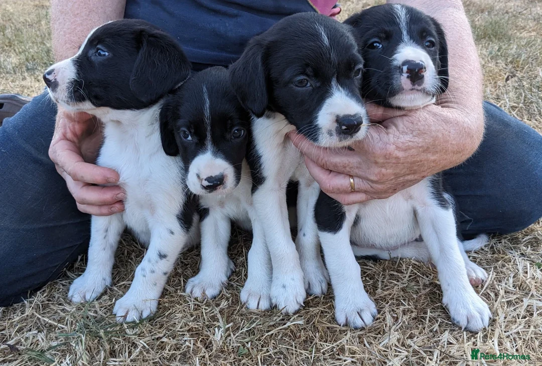 Sprollie dogs for sale: Sprollie Pups For Sale in Crediton - Advert 2