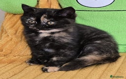 British Shorthair cats for sale: 2 Gorgeous BSH kittens - Image 9