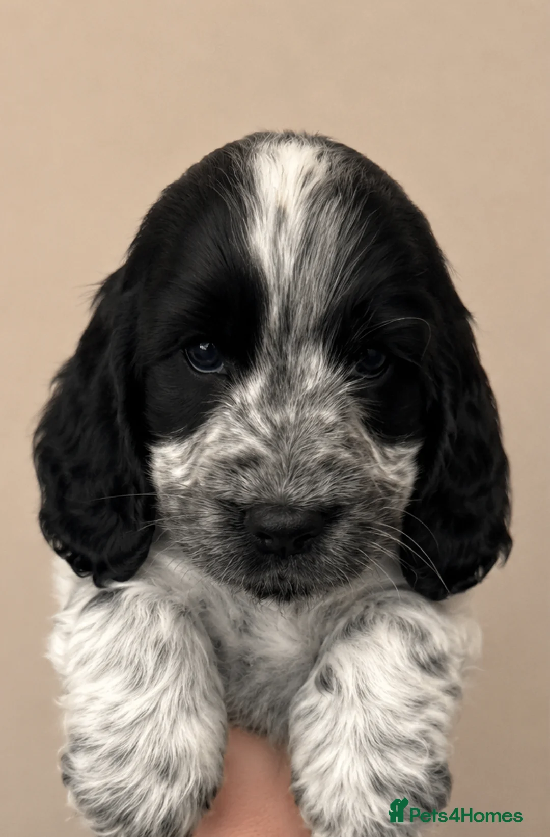 Cocker Spaniel dogs for sale: Mrs Judy Corcoran  in Northampton - Advert 6