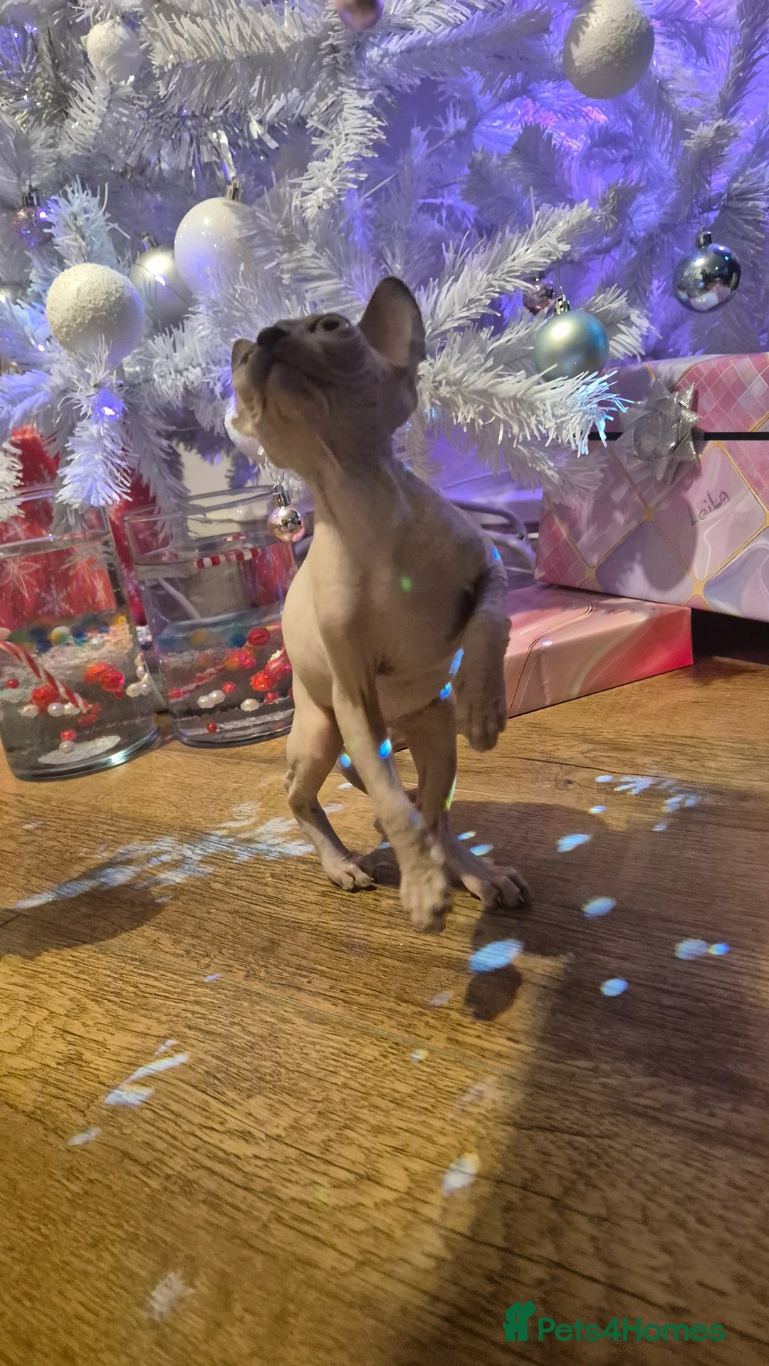 Sphynx cats for sale: Exclusive Sphynx Kittens Looking for Forever Homes - Advert 16