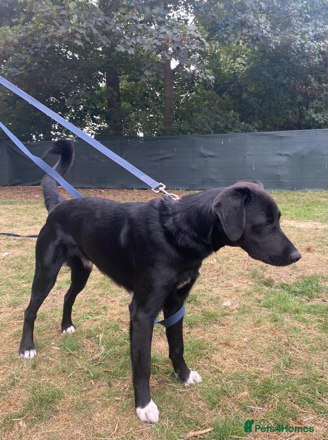 Mixed Breed dogs for adoption: A Bright Boy - looking for the Right Loving Home - Image 15