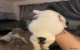 French Bulldog dogs for sale: French bull dog puppies - Image 8