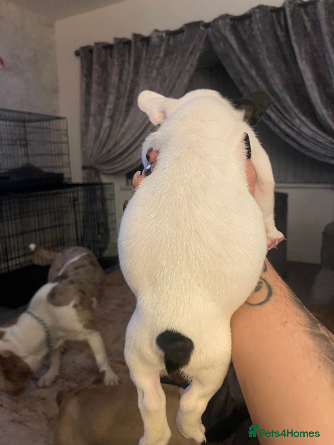 French Bulldog dogs for sale: French bull dog puppies - Image 8