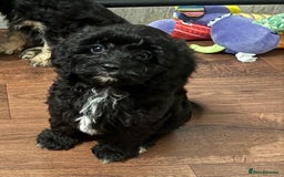 Cavapoo dogs for sale: Cavapoo F1 pups health tested parents  - Image 4