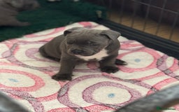 Staffordshire Bull Terrier dogs for sale: Amazing blue Staffordshire bull terrier puppies  in Stoke-on-Trent - Image 24