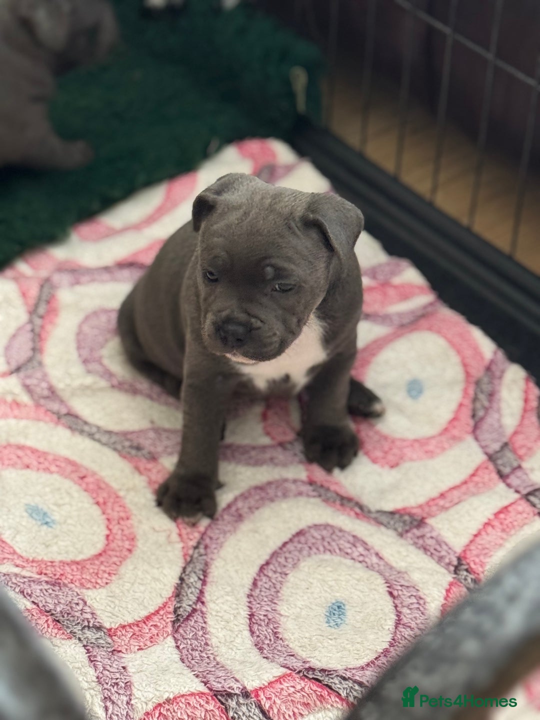 Staffordshire Bull Terrier dogs for sale: Amazing blue Staffordshire bull terrier puppies  in Stoke-on-Trent - Image 24
