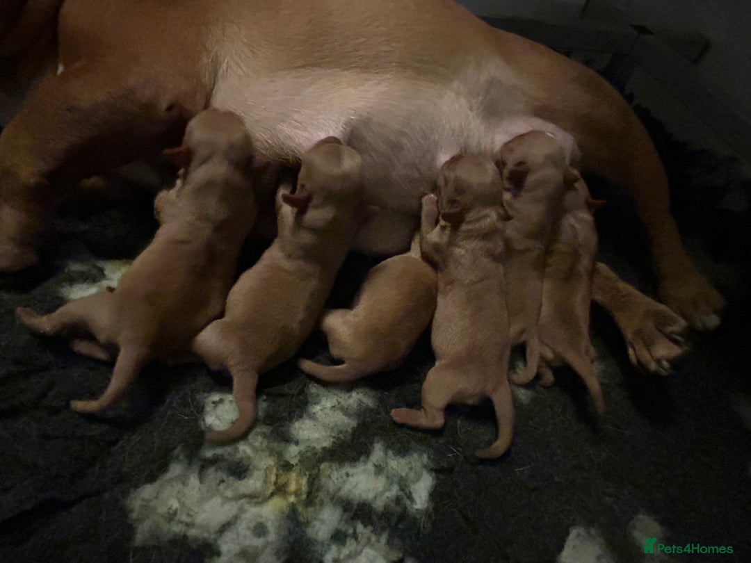 Mixed Breed dogs for sale: Red Royal frenchel puppies - Advert 5