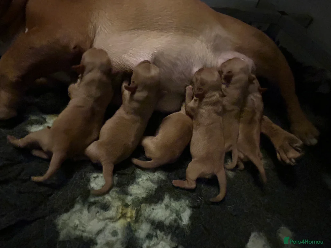 Mixed Breed dogs for sale: frenchel pups READY TO LEAVE - Advert 17