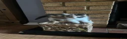 Mixed Breed cats for sale: Adorable Fluffballs looking for loving new homes - Advert 5