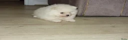 Pomeranian dogs for sale: Stunning White Female Pomeranian Puppy Available - Advert 2