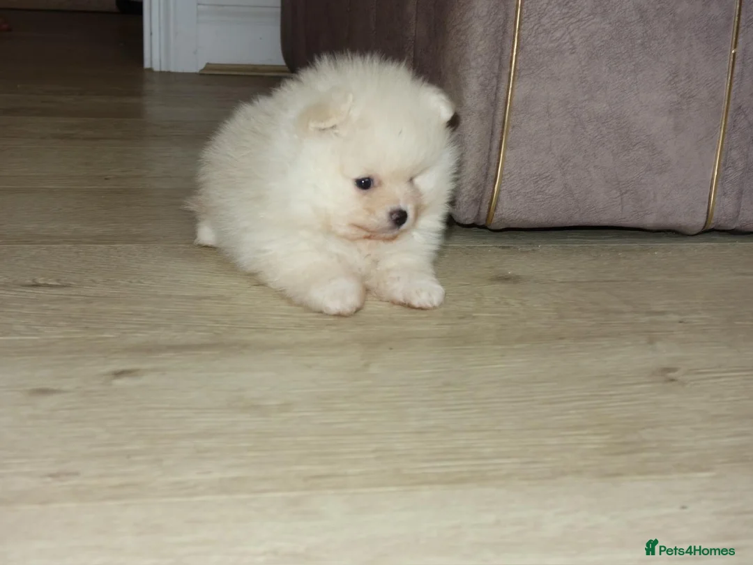 Pomeranian dogs for sale: Stunning White Female Pomeranian Puppy Available - Advert 2