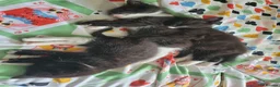 Mixed Breed cats for sale: One boy One girl really love full kittens in Manchester - Advert 1