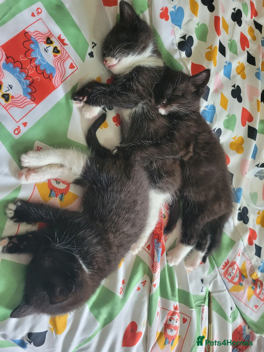 Mixed Breed cats for sale: One boy One girl really love full kittens in Manchester - Advert 1