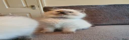 Ragdoll cats for sale: 🐈💕Gorgeous GCCF Blue Point Kittens💕🐈 in Preston - Advert 17