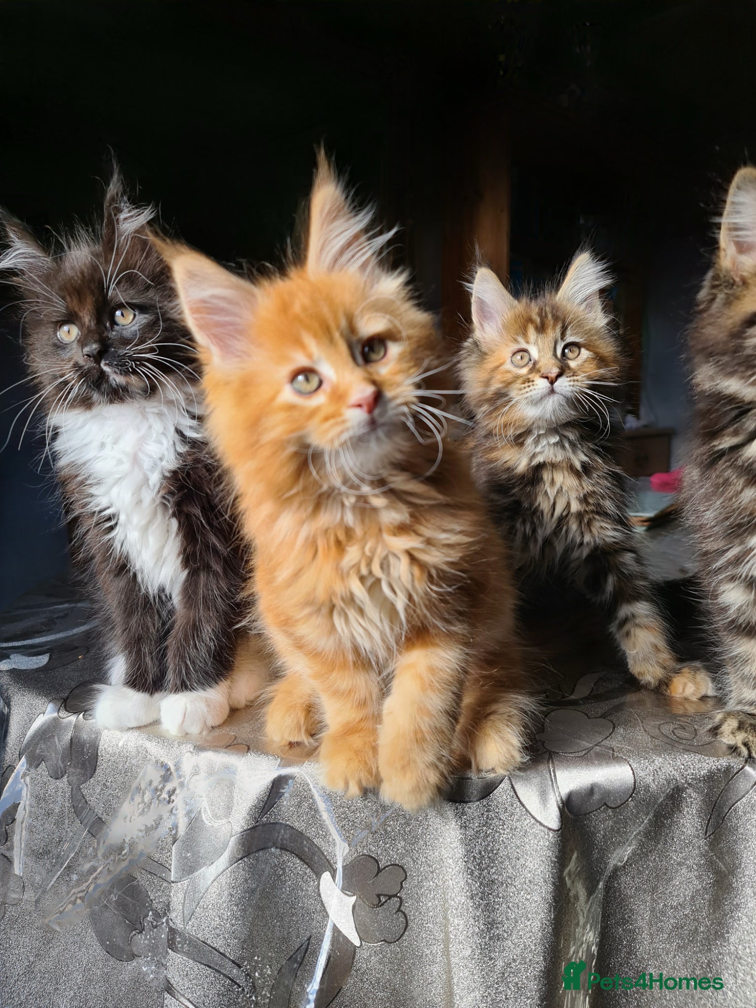 Maine Coon cats for sale: LARGE MAINE COON KITTENS - Advert 1