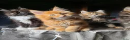 Maine Coon cats for sale: LARGE MAINE COON KITTENS - Advert 1