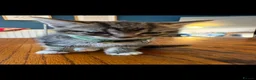 Bengal cats for sale: 5 beautiful kittens in Liverpool - Advert 10