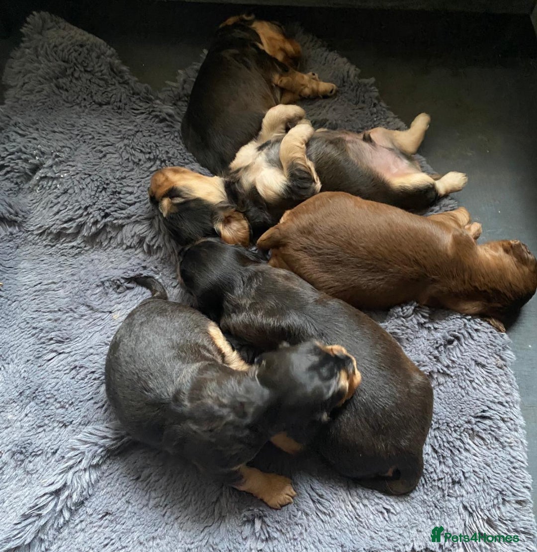 Cocker Spaniel dogs for sale: Dark Sable Cocker Spaniel Pups - Image 14