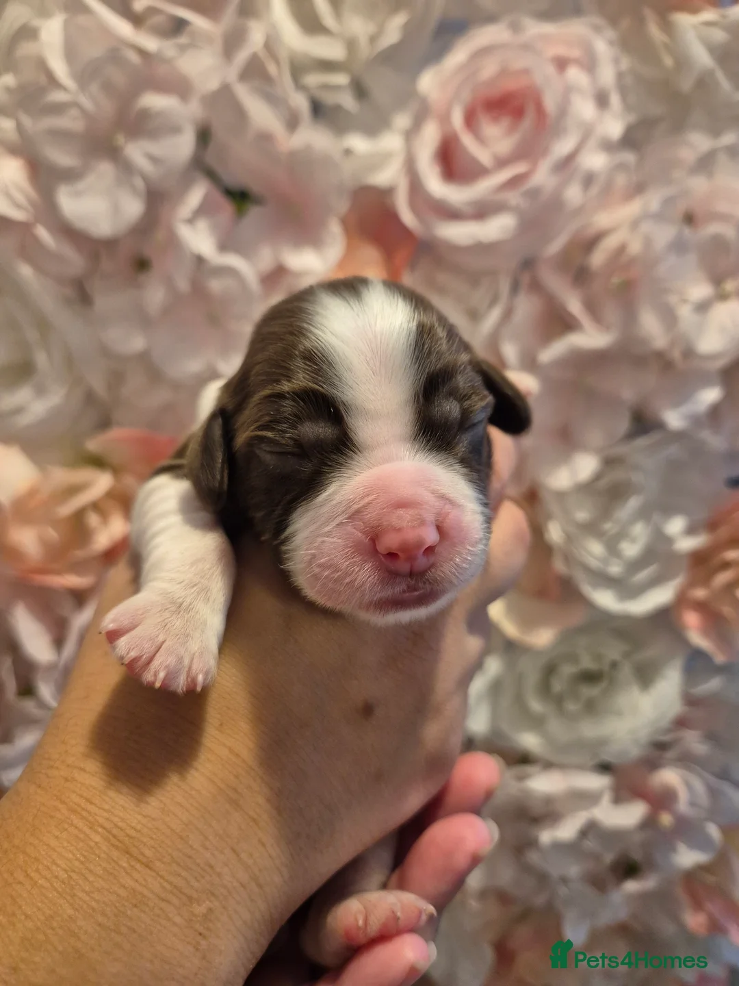 English Springer Spaniel dogs for sale: Beautiful English Springer spaniel pups - Advert 2