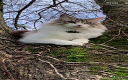 Mixed Breed cats for sale: Maine coon mix Girls💜 - Image 10