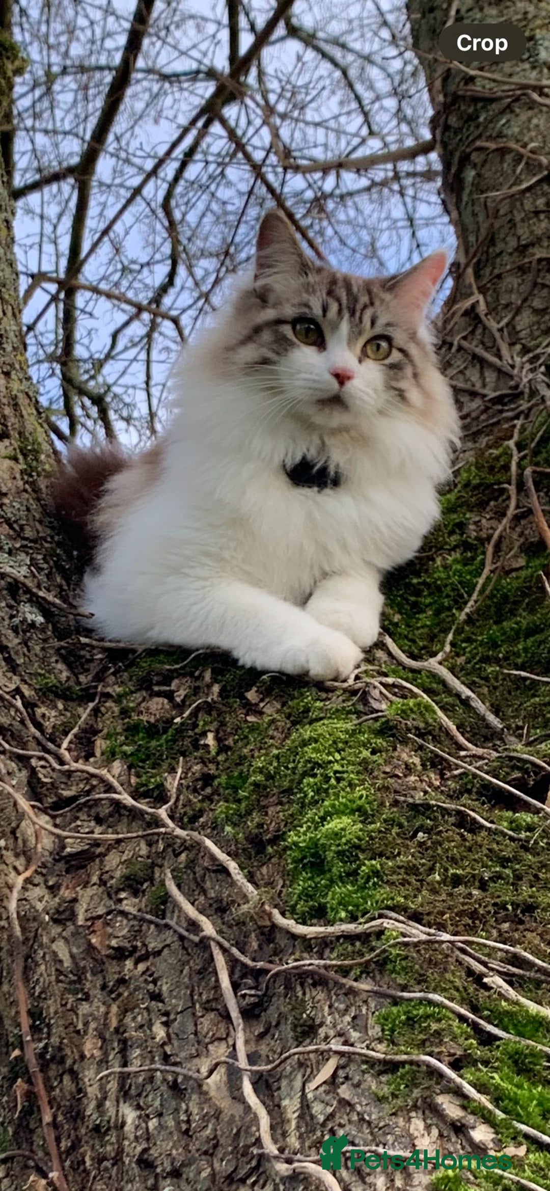 Mixed Breed cats for sale: Maine coon mix Girls💜 - Image 10