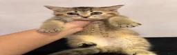 Scottish Fold cats for sale: Stunning Scottish fold kittens are ready - Advert 13