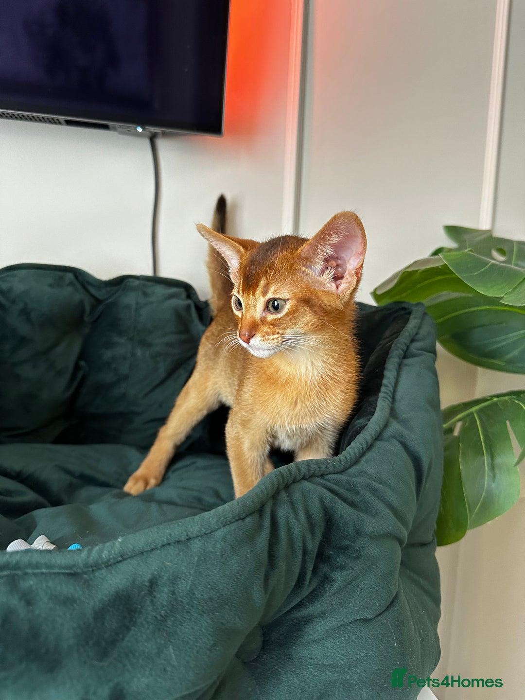 Abyssinian cats for sale: Pure Abyssinian kittens 💝 - Image 4