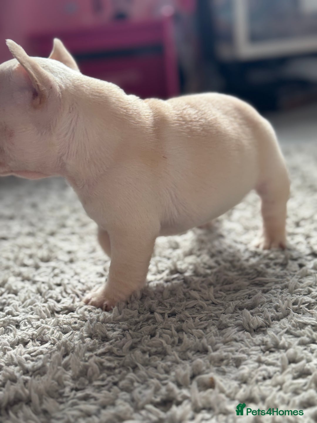 French Bulldog dogs for sale: AMAZING QUALITY FRENCH BULLDOG PUPS  - Advert 6