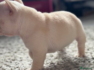 French Bulldog dogs AMAZING QUALITY FRENCH BULLDOG PUPS - Advert 8