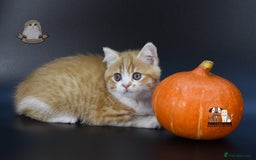 Scottish Fold cats for sale: LICENSED CATTERY, PURE BREED TOP QUALITY KITTENS - Image 26