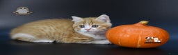 Scottish Fold cats for sale: LICENSED CATTERY, PURE BREED TOP QUALITY KITTENS - Advert 30