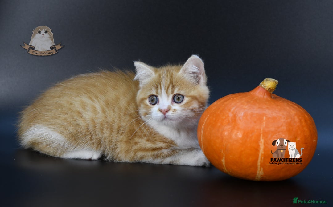 Scottish Fold cats for sale: LICENSED CATTERY, PURE BREED TOP QUALITY KITTENS - Image 26