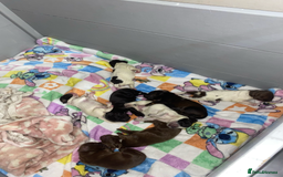 Sprocker dogs for sale: Beautiful Sprocker Puppies Ready 30th December - Image 3