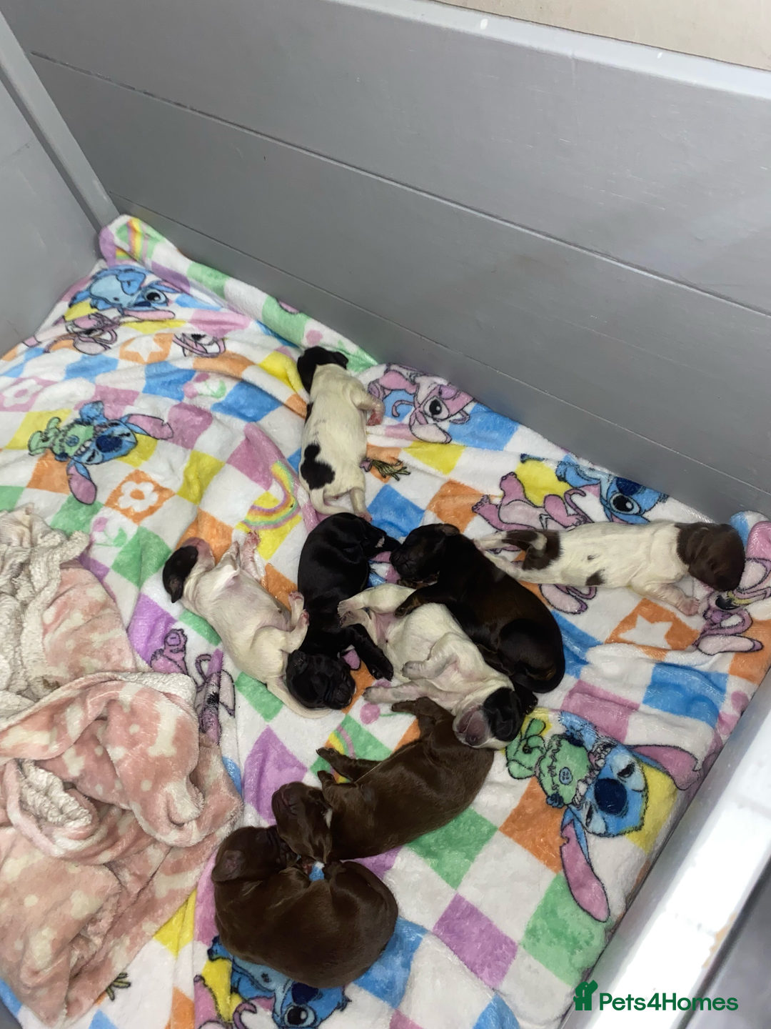 Sprocker dogs for sale: Beautiful Sprocker Puppies Ready 30th December - Image 3