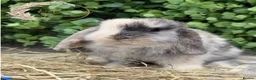Mini Lop rabbits for sale: Gorgeous Pure Bred Mini Lops - Advert 10