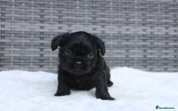 Mixed Breed dogs for sale: French bulldog X imperial shih tzu  - Image 17