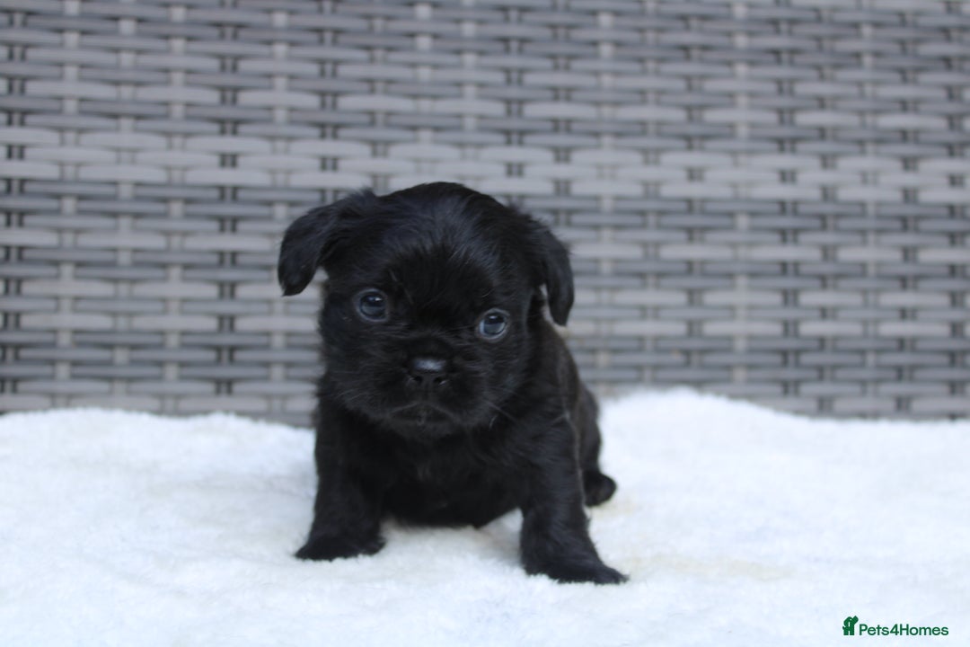Mixed Breed dogs for sale: French bulldog X imperial shih tzu  - Image 17