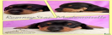 ROMNEYSTAR MADEMOISELLE