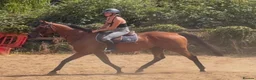 English Thoroughbred horses for sale: Easy Allrounder  - Advert 10