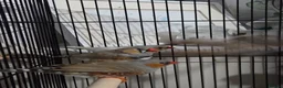 Finches birds for sale: Mix Aviary born Zebra Finch - Advert 7