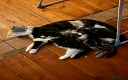 Domestic Shorthair cats for sale: Kitten for sale  - Image 3