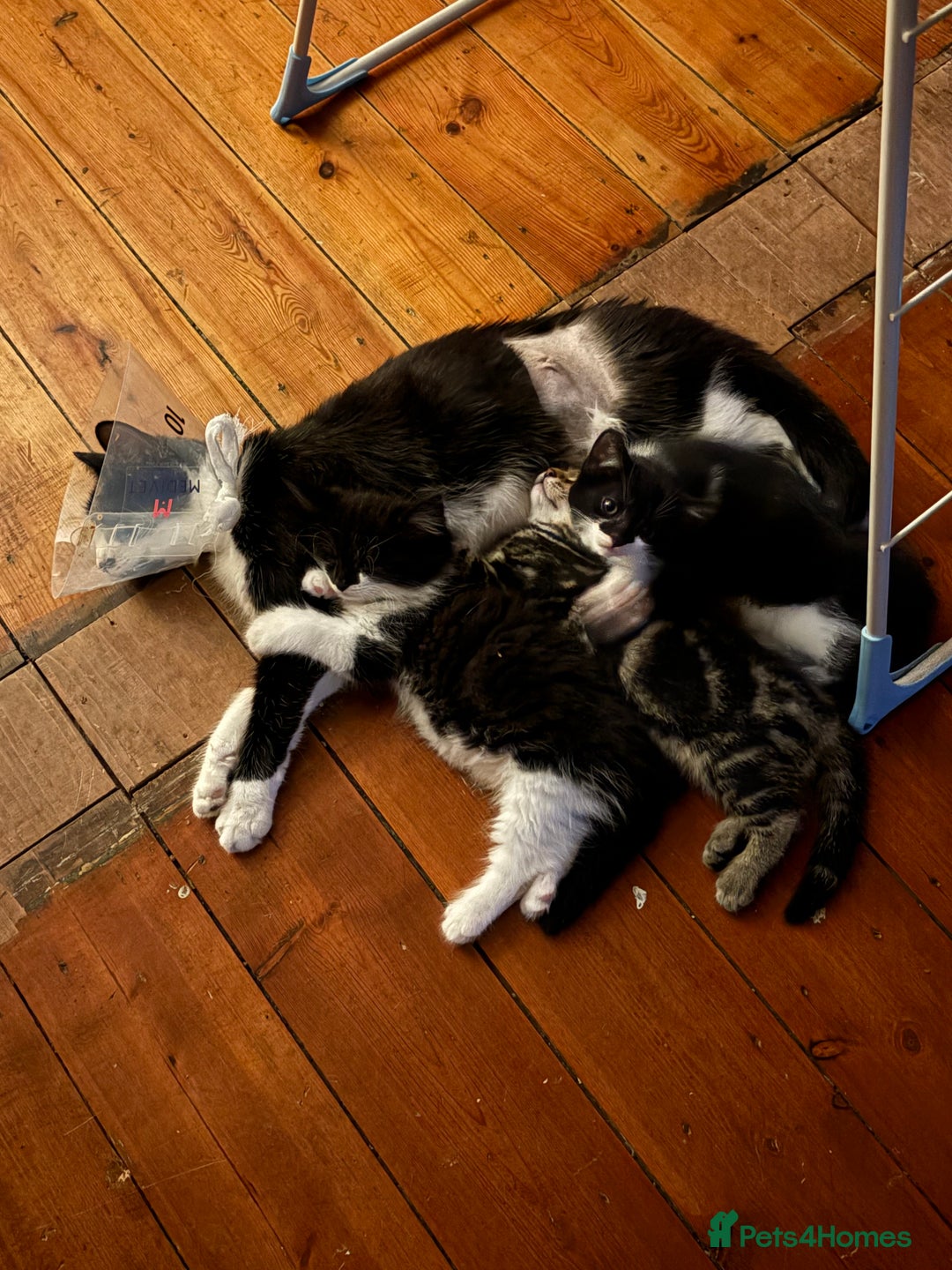 Domestic Shorthair cats for sale: Kitten for sale  - Image 3