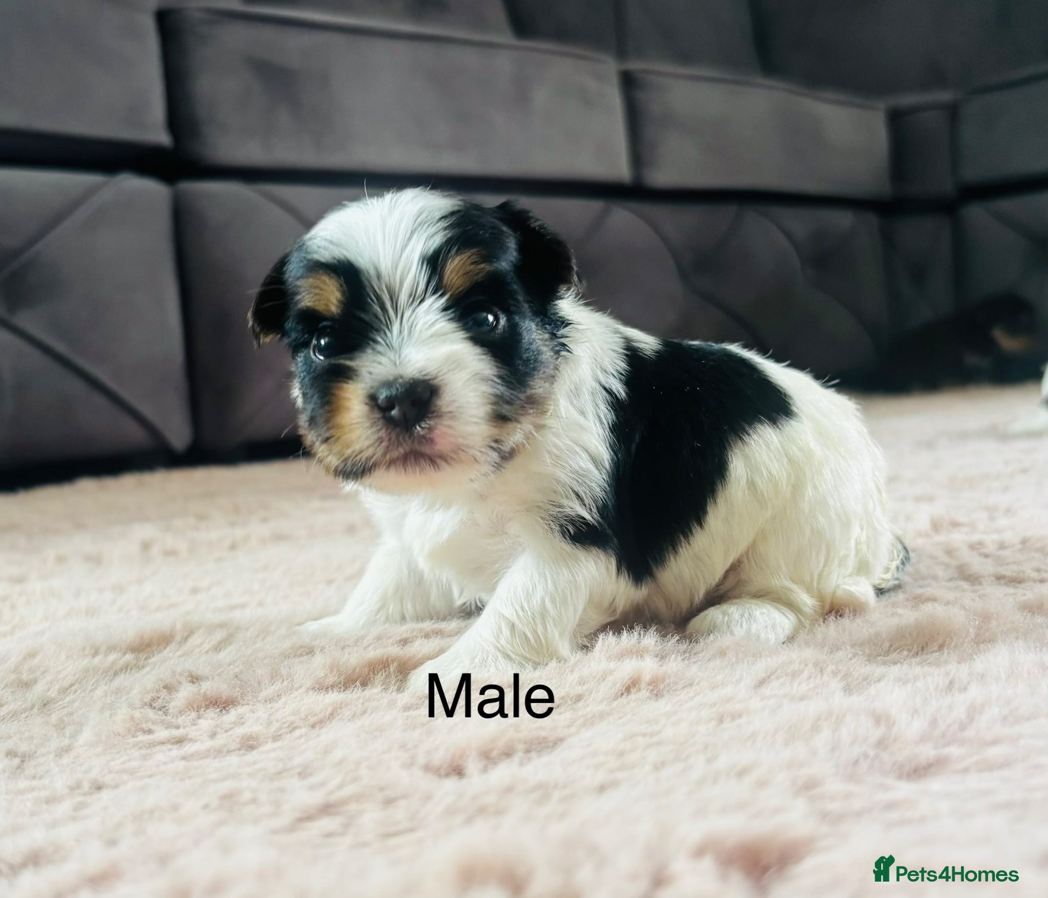 Yorkshire Terrier dogs Beautiful biewer Yorkshire terrier - Advert 7