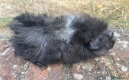 Guinea Pig rodents for sale: Baby Guinea Pigs for sale  - Image 11