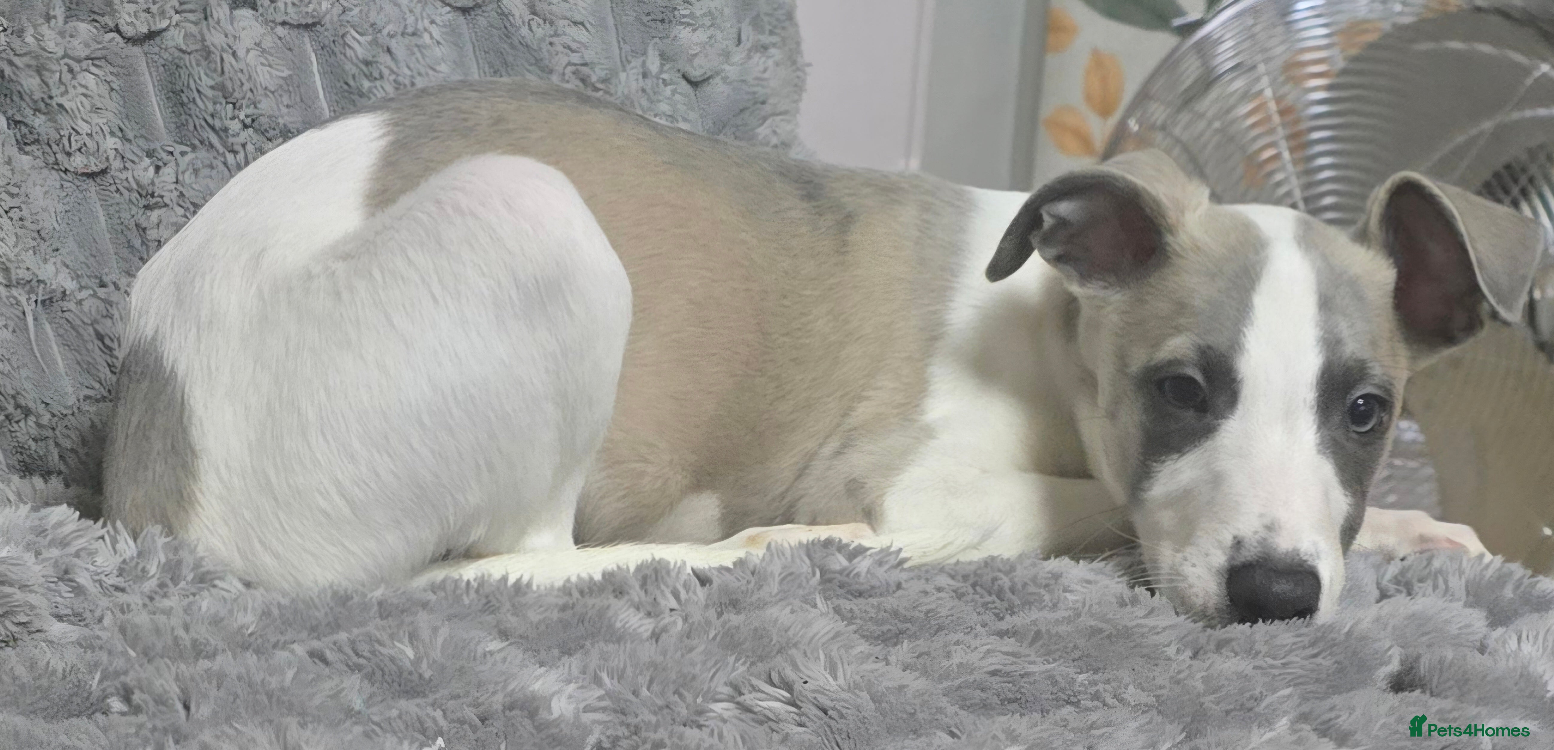 Whippet dogs The last 2 precious! Kc boys wippets 🐶    - Advert 2