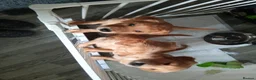 Golden Retriever dogs for sale: 1 boy ready to leave KC reg Red Golden retriever - Advert 2