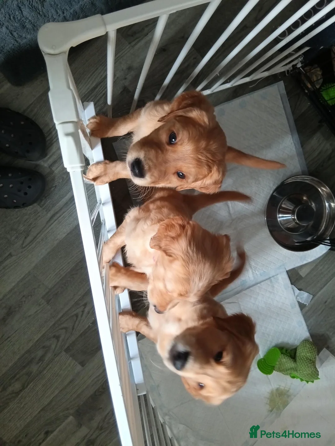 Golden Retriever dogs for sale: 1 boy ready to leave KC reg Red Golden retriever - Advert 2