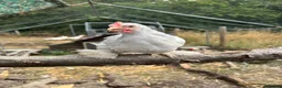 Chickens poultry for sale: Peking bantam in Leighton Buzzard - Advert 7