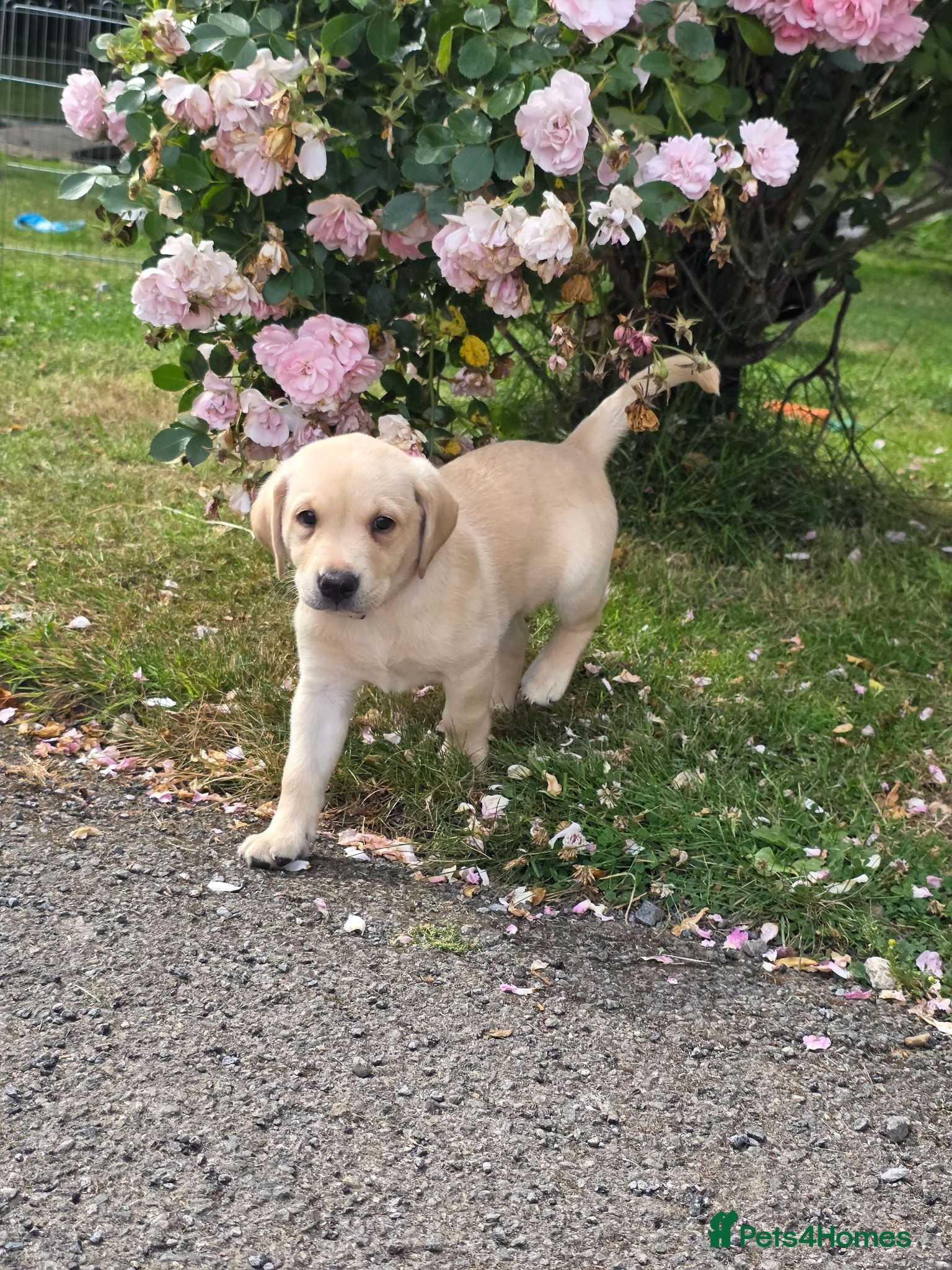Labrador Retriever dogs Two beautiful labrador pups available  - Advert 1