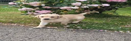 Labrador Retriever dogs for sale: Two beautiful labrador pups available  in York - Advert 1